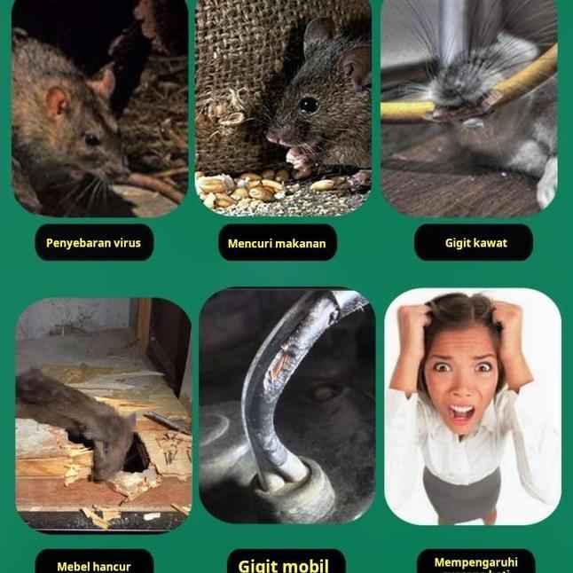 Racun Tikus Ampuh Untuk Rumah Tangga Dapur Gudang Membantu Mengatasi Tikus Yang Mengganggu Kebersiha