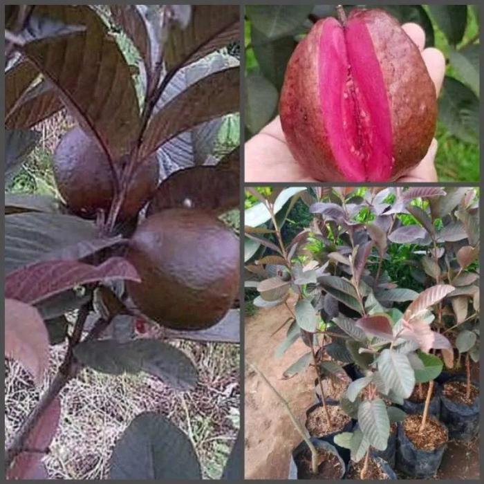 TANAMAN BUAH JAMBU BIJI UNGU AUSTRALIA OKULASI