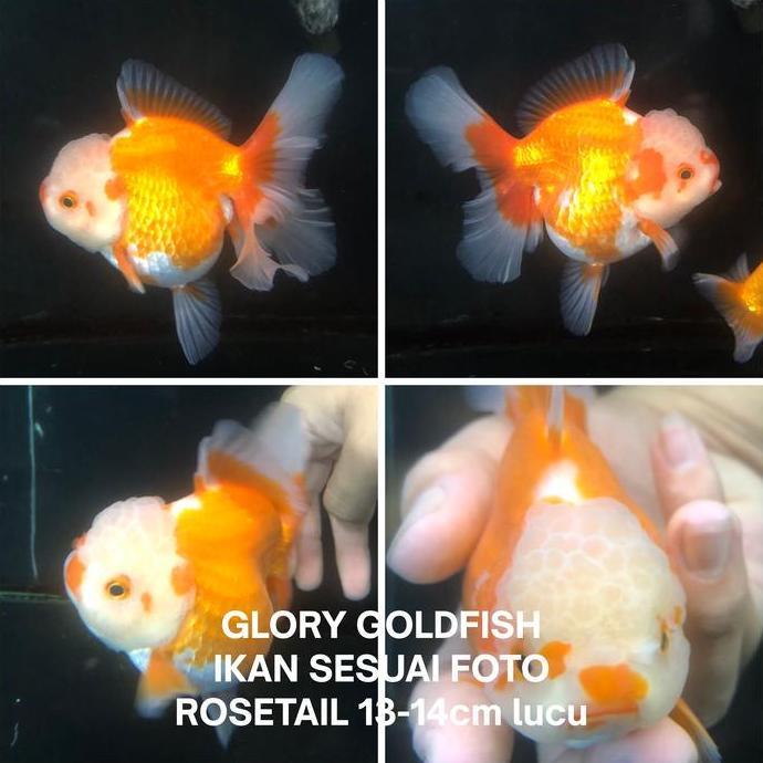 FYP IKAN HIAS MAS KOKI ORANDA ROSE TAIL JUMBO INDUKAN BESAR //