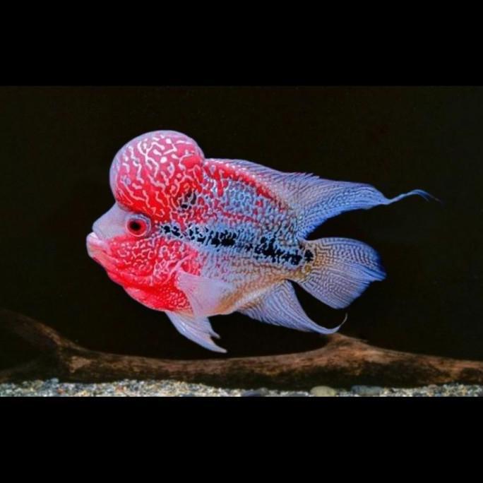OK IKAN LOUHAN SRD SUPER JENONG - IKAN HIAS PALING CAKEP IKAN LOHAN JAMBUL BESAR KUALITAS SUPER //
