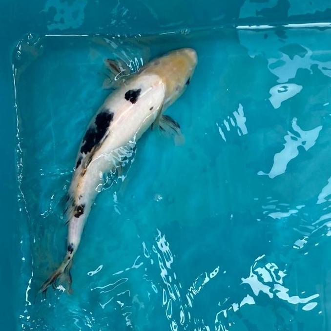 VIRALL IKAN KOI SHIRO BLITAR 26-30CM GRADE A+ ''