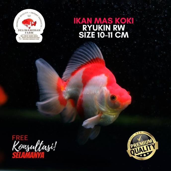 VIRALL IKAN MAS KOKI RYUKIN RW SIZE 11 CM BEST QUALITY BERGARANSI *