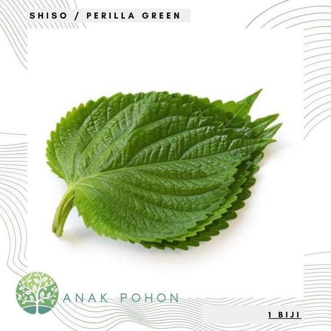 Benih Bibit Biji Shiso Perilla Green Korean Beef Steak Leaf Perilla Mint Seeds Import Allshop