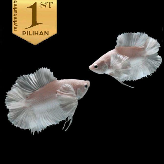 Cupang Cebol Double Tail Platinum Jantan High Fin Ikan Hias Aquascape Hiasan Aquarium Tanaman Air Ta