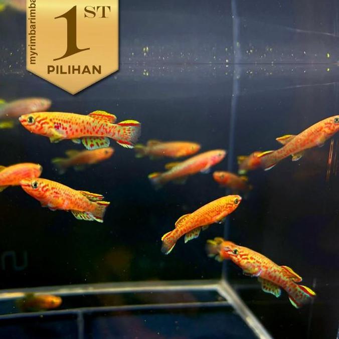 Paket Koloni (isi 10) Killifish Gardneri Ikan Hias Aquascape Hiasan Aquarium Tanaman Air Tawar