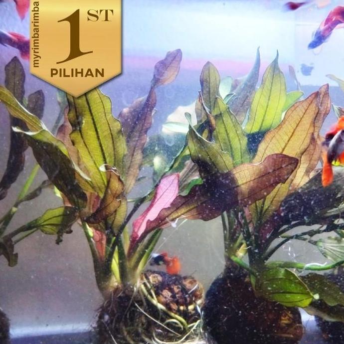Paket 5 Wabikusa Red Echinodorus Special Rubin Tanaman Air Hiasan Aquascape