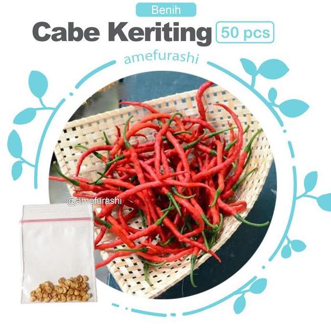 Pilihan- Bibit / Benih Cabe Keriting Merah Pedas Panjang Cocok Untuk Sambal