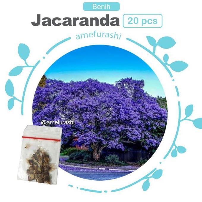 Pilihan- Bibit / Benih / Seeds Blue Jacaranda Pretty Tree Pohon Biru - Ungu
