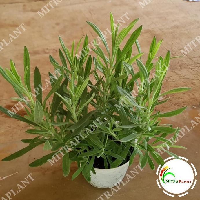 Bibit Pohon Lavender Gold Creek - Tanaman Hias Bunga Lavender Asli