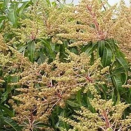 GREEN/ Bibit Mangga Miyazaki Impor Kondisi Sudah Berbunga