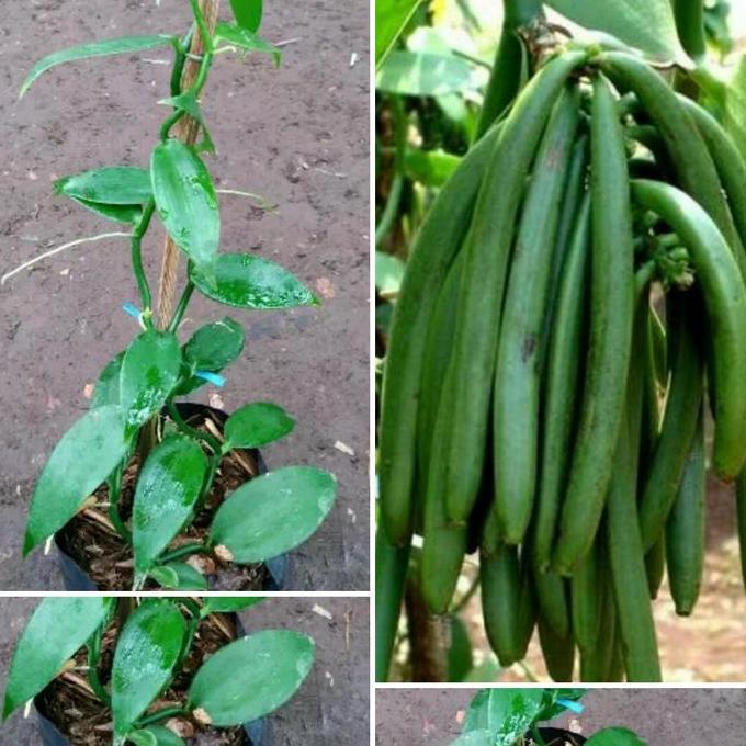 Bibit tanaman vanili