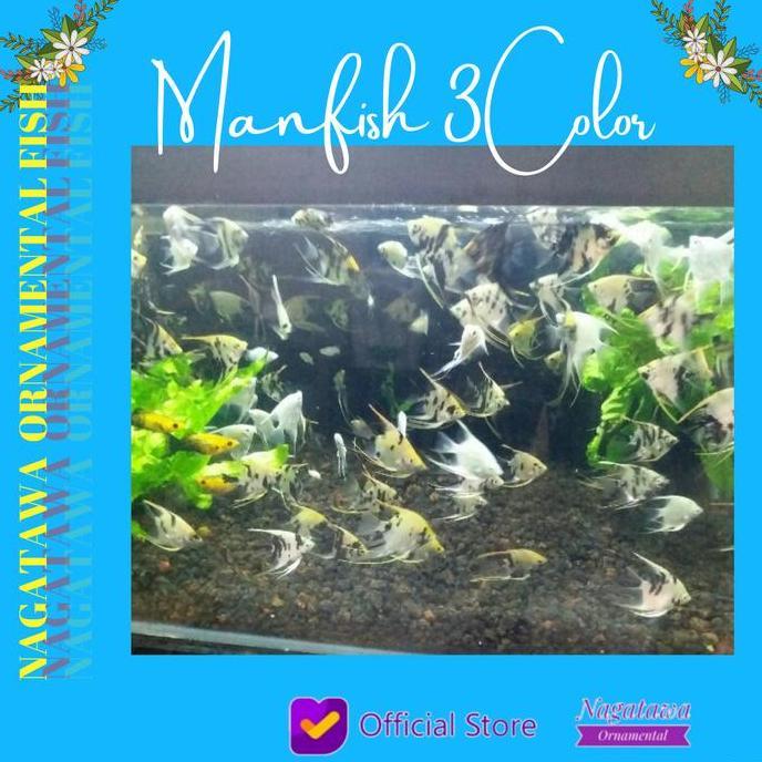 Mycats- Ikan Hias Aquascape " Manfish 3 Color " Size M