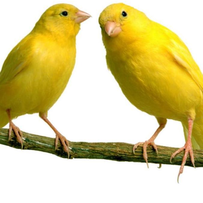VERSELE LAGA PRESTIGE CANARY 300 GR PAKAN KENARI BIJIAN KENARI