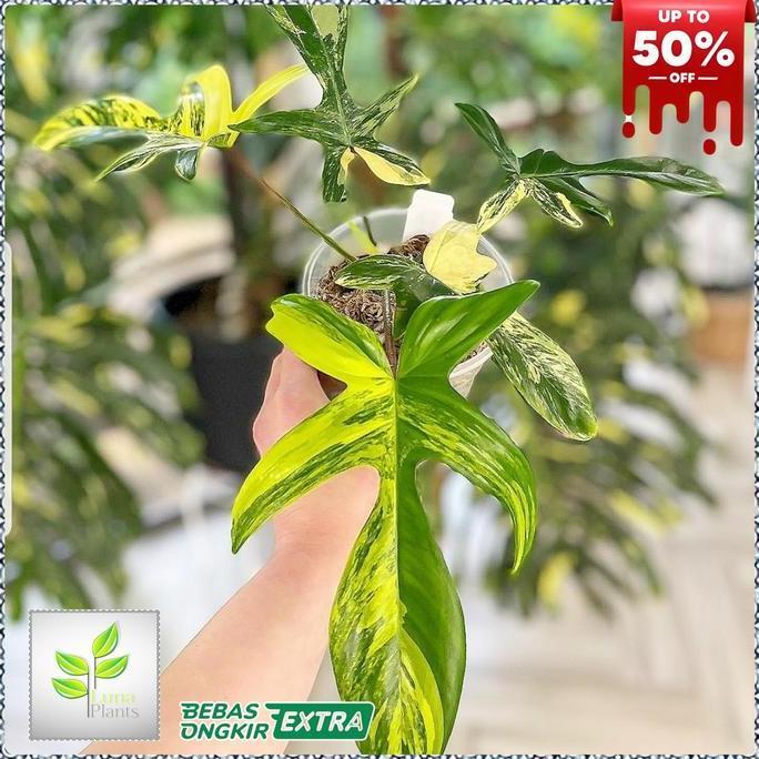 philodendron florida beauty - tanaman hias philodendron florida beauty