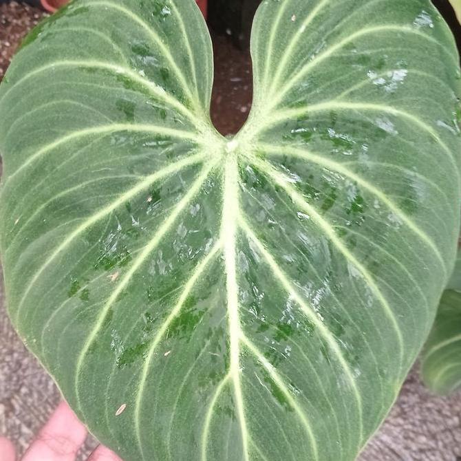 Philodendron Gloriosum White Vein dan Dark Form