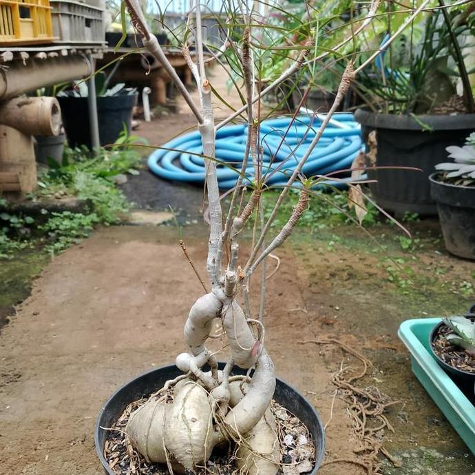 euphorbia hedyotoides caudex pot 12 cm KAKTUS SUKULEN TANAMAN HIAS