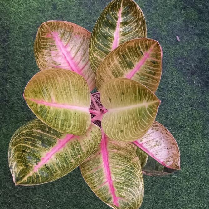 Tanaman hias aglaonema aglonema goliath + Pot - Remaja Daun 5-6 ++