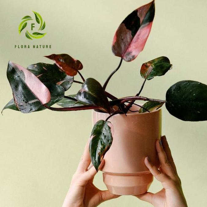 Tanaman hias philodendron pink princess - Philodendron pink princess