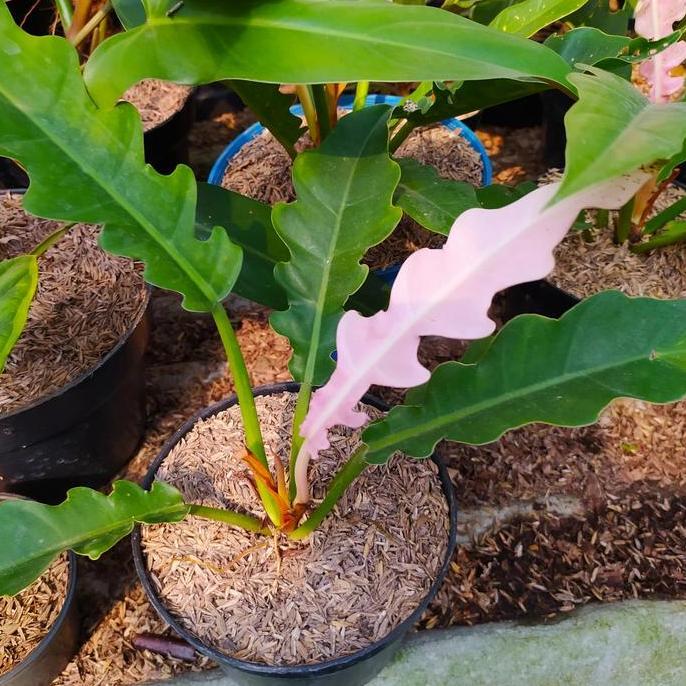 tanaman hias philodendron gergaji - philo gergaji pink - indoor