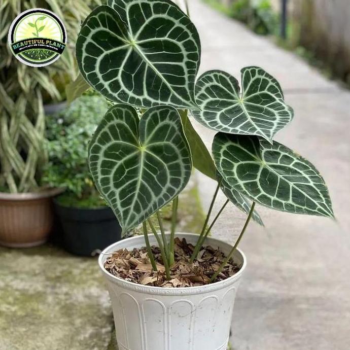 Tanaman Hias Anthurium Dorayaki - Anthurium Kuping gajah dorayaki