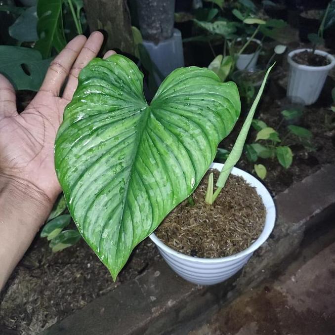 tanaman hias philodendron mamei - mamei ekonomis
