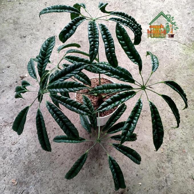Best Seller Tanaman Sechefflera Albido/Walisongo Pete Premium