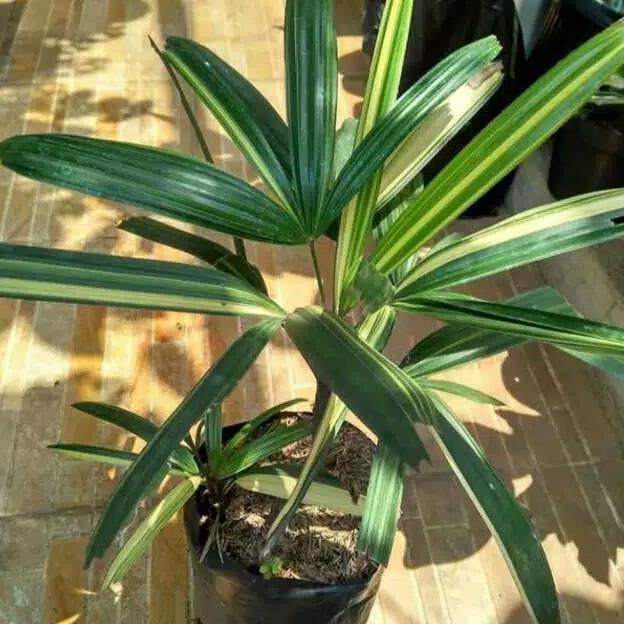 Best Seller Tanaman Hias Palem Waregu Variegata - Pohon Palem Regu Variegata Premium
