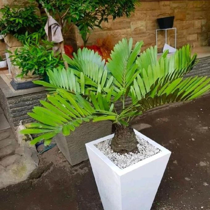 Best Seller Pohon Zamia Sikas /Tanaman Hias Pohon Zamia Sikas Premium