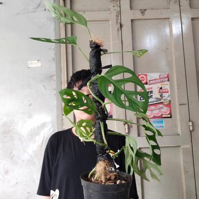 Newcastel- Tanaman Hias Janda Bolong Besar, Gojek Bandung, Monstera