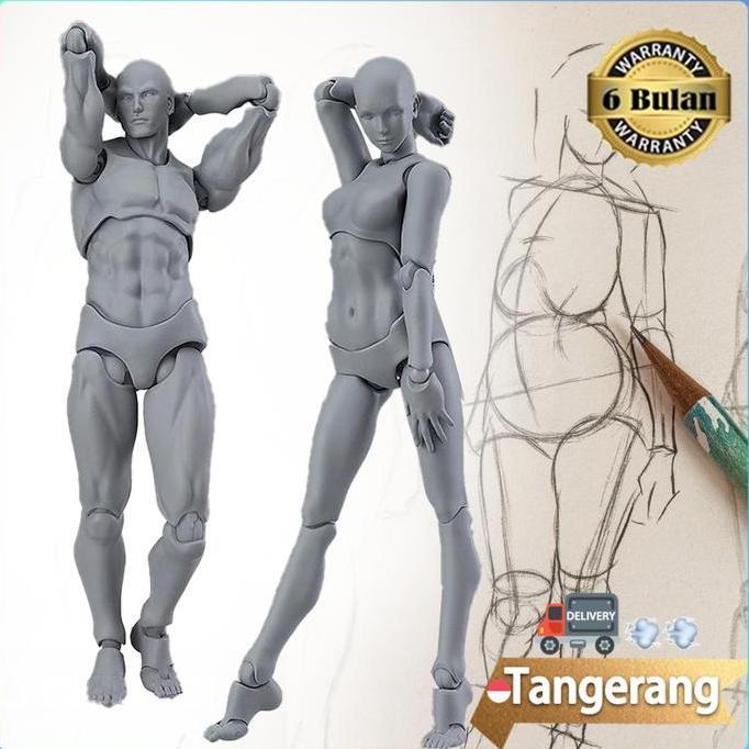 EXAMINER Figuart Body Kun / SHF Body Kun / Action Figure Model Male Female Body Archetype Model