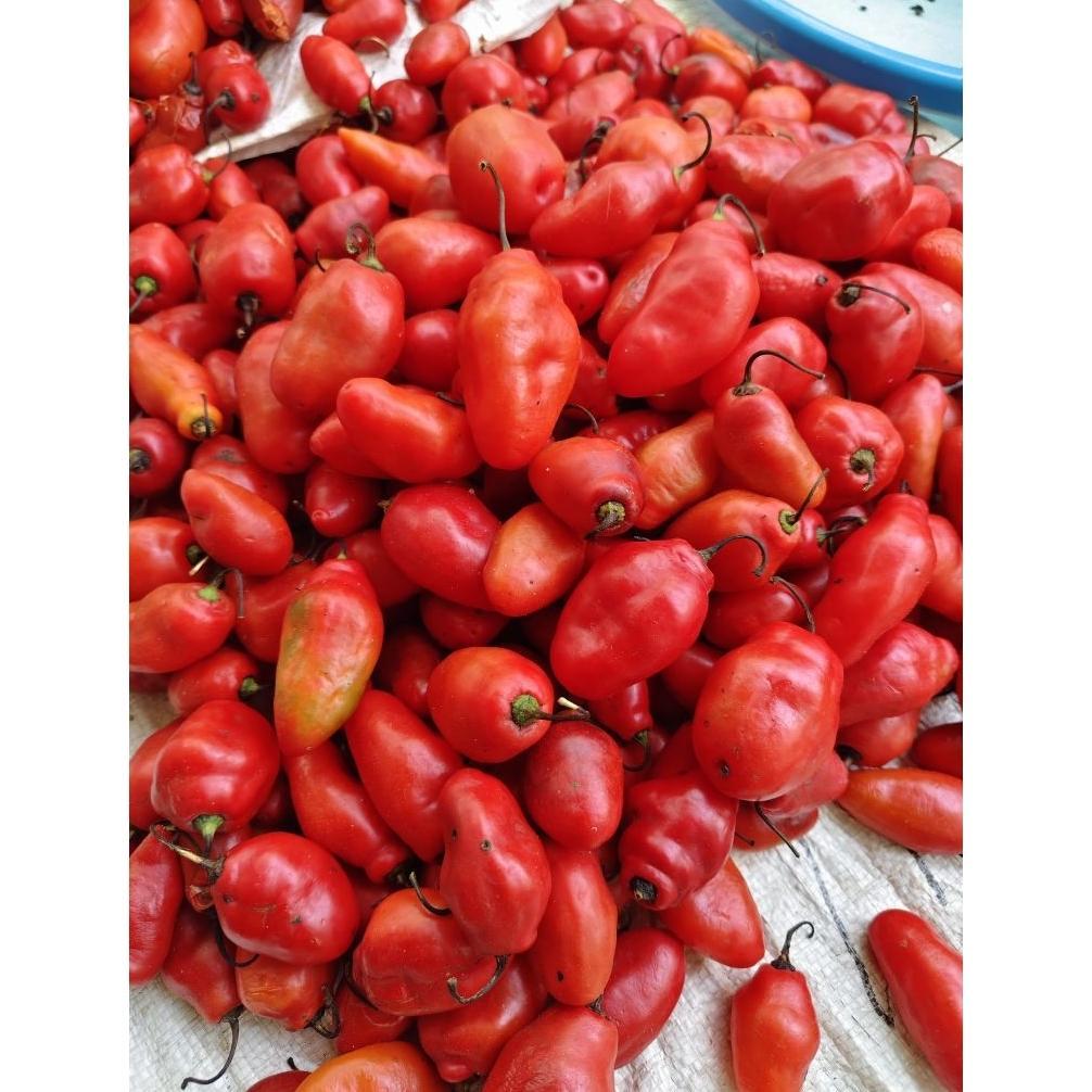 , ( 20 Biji ) Benih Cabe Gendot | Cabe Setan Gendot | Cabe Gendot | Cabe Pedas ,
