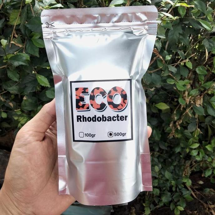 RHODOBACTER BAKTERI OXYGENIC PROBIOTIK KOLAM IKAN