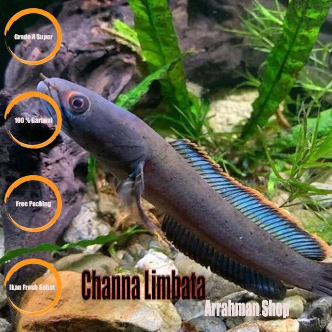 IKAN HIAS AIR TAWAR - IKAN CHANNA LIMBATA - CANA LIMBATA - CHANA LIMBATA - IKAN HIAS AQUASCAPE AQUAR