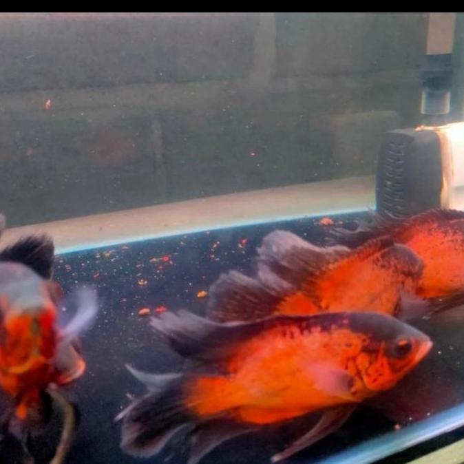 IKAN OSCAR TEMBAGA SLAYER