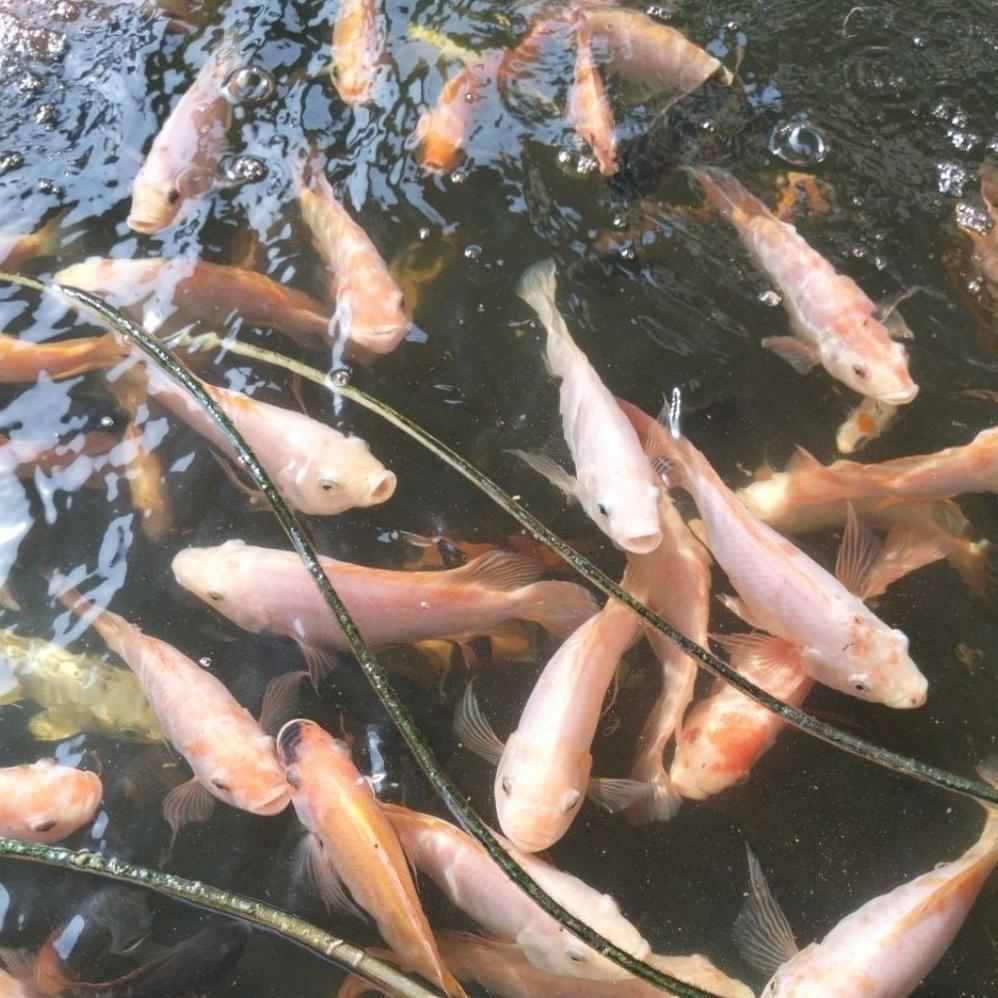IKAN NILA MERAH HIDUP/ IKAN MAS HIDUP 1 KG