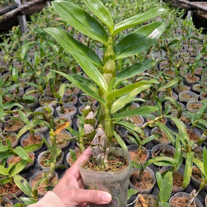 Parque - Dendro Nobile Remaja Aneka Warna