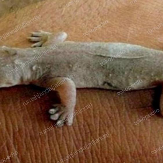 Cicak Hidup Pakan Ikan Predator