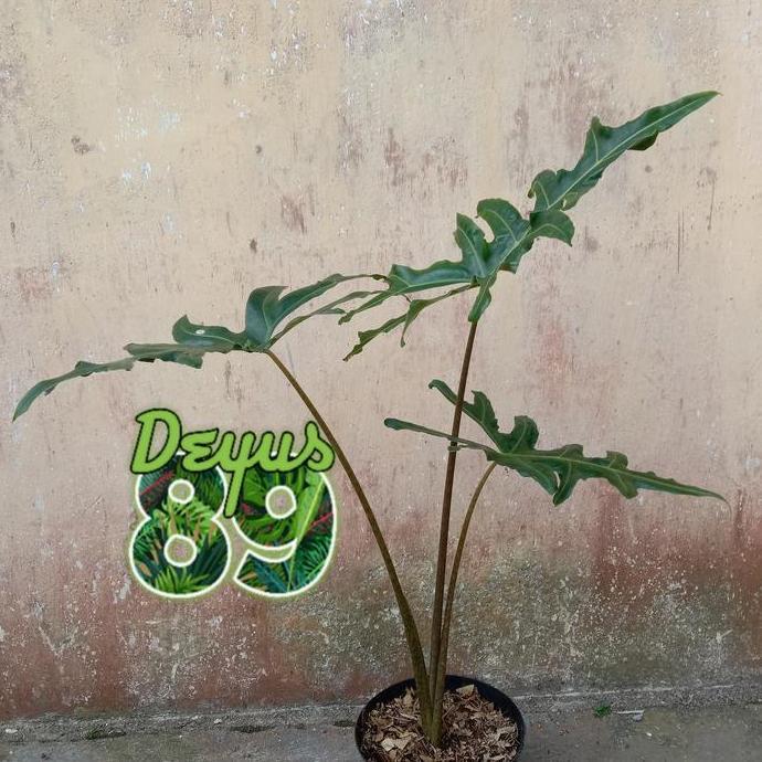 tanaman hias alocasia portei bibit/malaysian monster