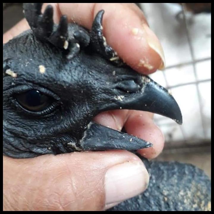 Produk Unggulan Bibit Ayam Cemani Lidah Hitam