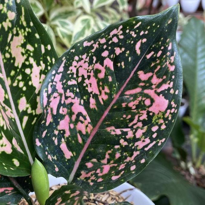 Promo Tanaman Hias Aglonema Pink Dalmantion - Aglonema Pink Dalmantion Cod