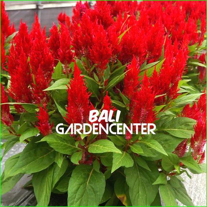Promo Benih Biji Bunga Celosia Pagoda Merah - Celosia Plumosa Cod