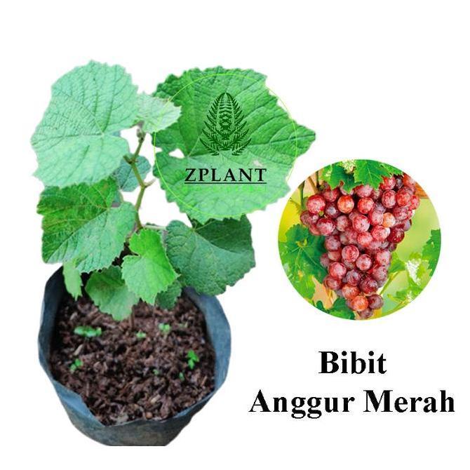 Promo Bibit Anggur Merah | Pohon Anggur Tanaman Rambat Cod