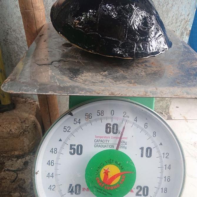 kura kura ambon batok jumbo FREE PELET