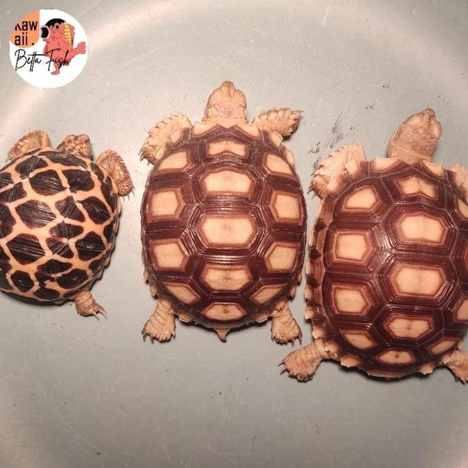 Kura Kura Sulcata Size 10cm up