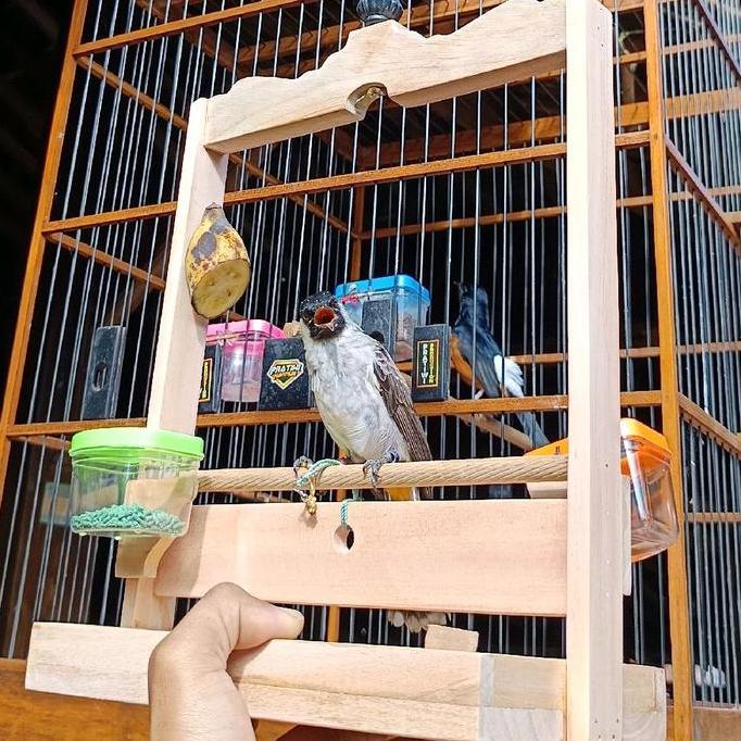 SANGKAR LAYANG Burung Kutilang Trucuk Perkutut Sangkar Penjinakan Pikat Kutilang harian
