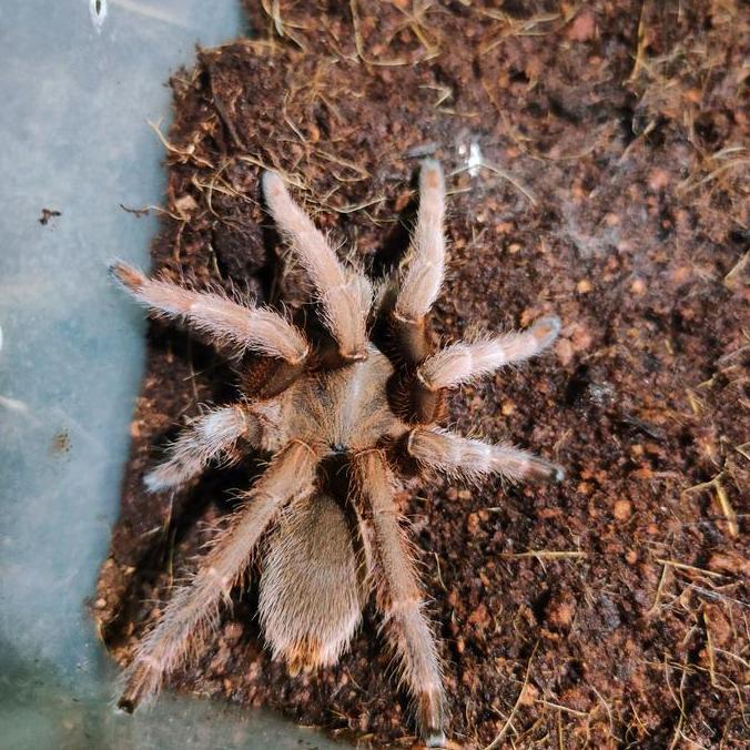 selenocosmia javanensis tarantula