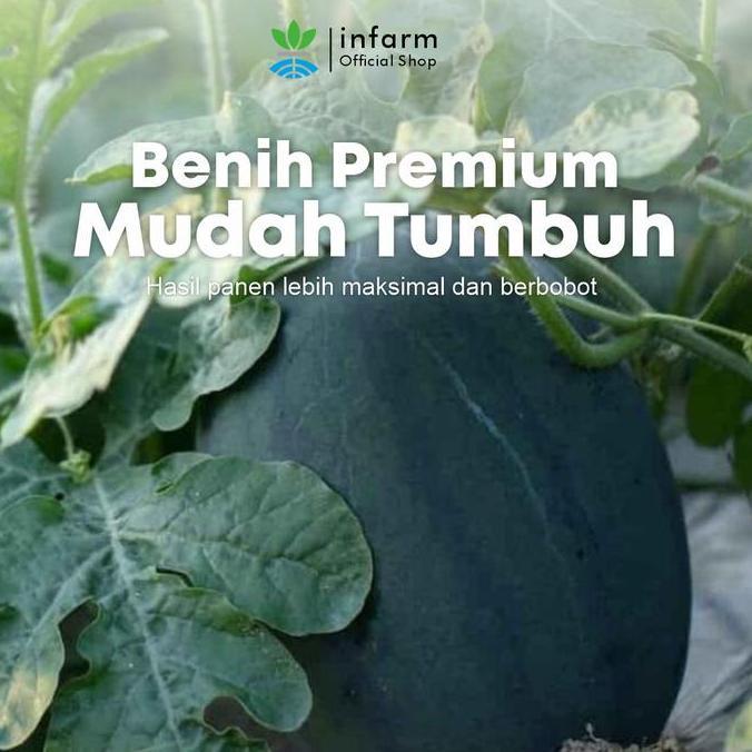 INFARM - Benih Buah Semangka Charsemka, Bibit Buah Semangka Lonjong Unggul Bibit Semangka Premium