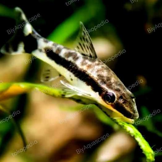 IKAN PEMBERSIH LUMUT OTOCINCLUS