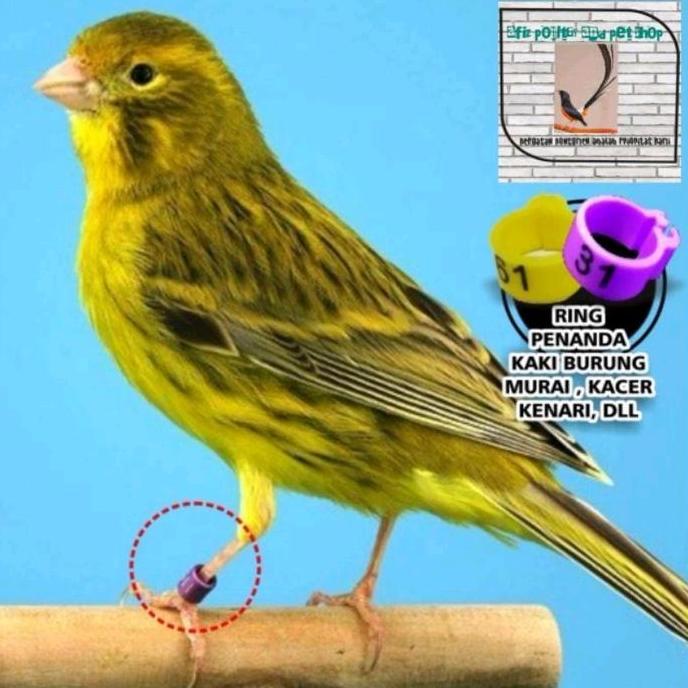 RING JEPIT 3 MM UNTUK KAKI BURUNG KENARI, BURUNG CIBLEK murah