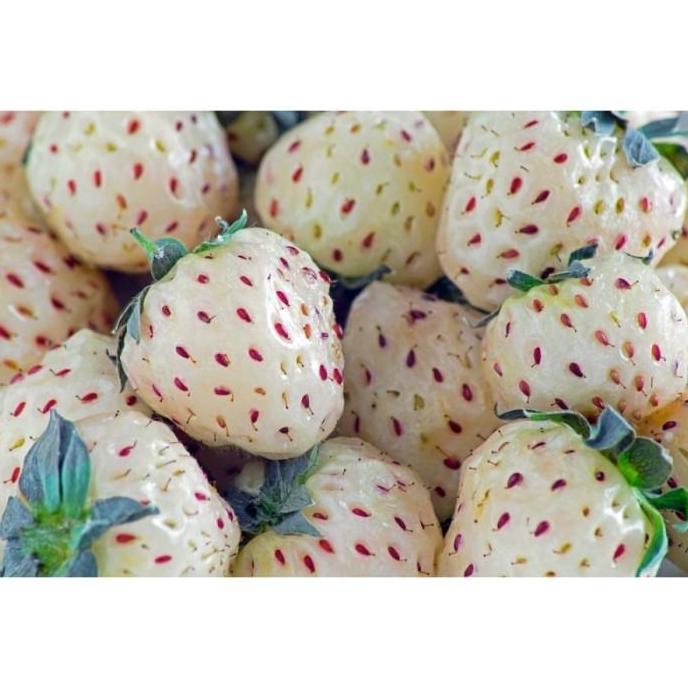 Benih Bibit Biji Buah Stroberi Strawberry White Alpine Import
